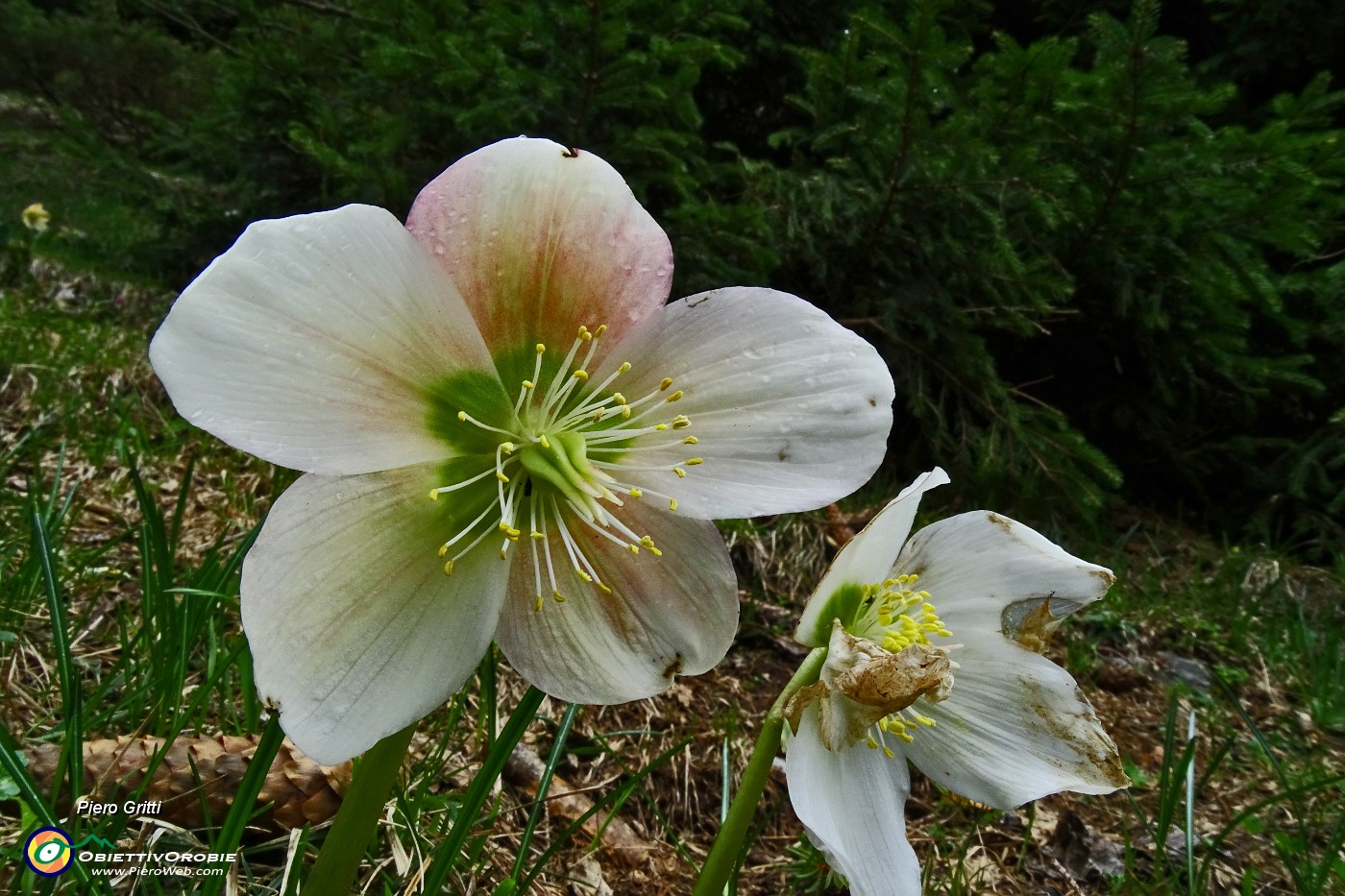 71 Rose di Natale (Helleborus Niger) in primavera.JPG -                                